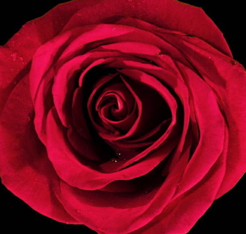 Rose Modern Drummer